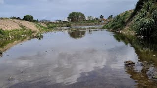 River Fishing For Wolf Fish and Crayfish in Trinidad 🇹🇹 [upl. by Angele]