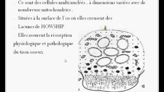 Los alvéolaire  le cours [upl. by Durtschi631]