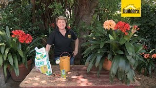 How to Take Care of a Clivia Plant [upl. by Agiaf]