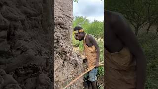 दुनिया का सबसे अनोखा पेड़ baobab tree africa [upl. by Malek]