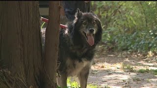 Fire damages Youngtown house crews deal with wolf inside [upl. by Oettam621]