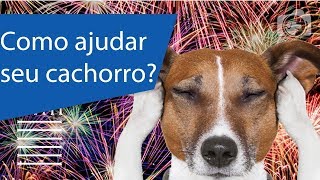 Dica de como proteger seu pet dos barulhos dos fogos de artifício [upl. by Enimrac]