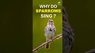 Sparrows Sing to Attract Mates amp Mark Territory  Wild In A Minute  Bird Songs  Natures Music [upl. by Ellinej]