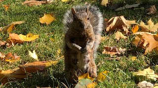 L’écureuil en automne 🐿️🍂🍁 [upl. by Odrahcir542]