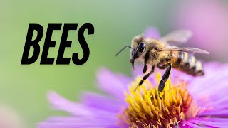 BEES Bees are winged insects Episode 8 [upl. by Durarte]