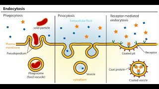 Endocytosis And Exocytosis Animation  Full HD 1080p [upl. by Ytirev]