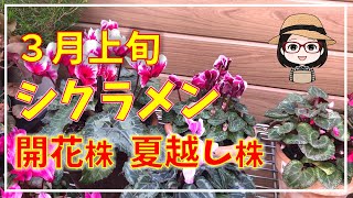 撮影日2月27日3月にやると良い作業２段階花がら摘み肥料灰色カビ病対策開花株夏越し株葉組みダイジェストシクラメン [upl. by Naej]