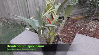 Repotting a Dendrobium Speciosum [upl. by Notgnillew196]