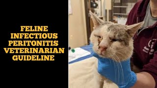 Feline infectious peritonitis  FIP in cats [upl. by Oyek]