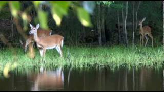 A Day On Skidaway Island [upl. by Rosemaria601]