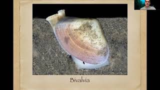 Mollusca  Introdução Aplacophora Monoplacophora Polyplacophora e Gastropoda [upl. by Gwenni]