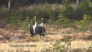 Tranans parning  Crane mating [upl. by Esyak]