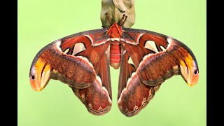 Atlas Moth transformation from Caterpillar to Pupa to Moth [upl. by Ahsiei]