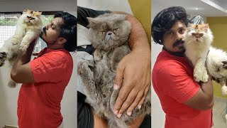 അഡൽറ്റ് ക്യാറ്റിനെ എങ്ങനെ ഡിവാം ചെയ്യണം  How to deworm persian cat [upl. by Dnalyk185]