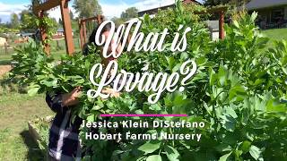 What is Lovage [upl. by Claudio]