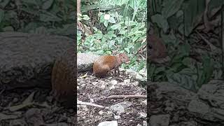 Interesting animal spotted in Mexican jungles animals animal animallover mexico [upl. by Feliks]