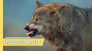 Animales de poder y misterio  La legendaria fauna de Iberia  Episodio Completo [upl. by Strader]