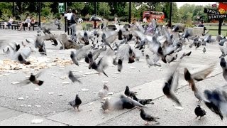 Trollstation Laxative Pigeon Prank [upl. by Nilac]