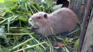 Разведение нутрий Breeding Nutria Nutria délevage Criação Nutria Εκτροφή Nutria Hodowla nutrii 食用營養 [upl. by Wardlaw]