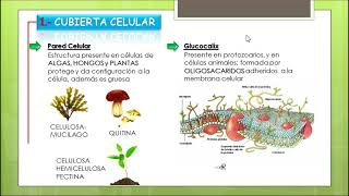 CELULA EUCARIOTA Cotamania [upl. by Ailedua]