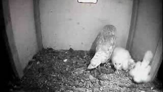 Barn Owl Trust Live Webcam Owlets stretching their legs [upl. by Nolly]