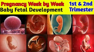 Pregnancy week by week  1 to 27 weeks  Fetal Development [upl. by Lakym]