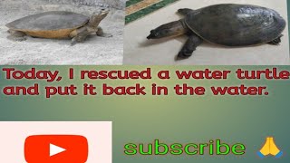 🛟Rescued the water turtle🐢🐢 today and released it back into the water 🌊🌊💦 [upl. by Glialentn]