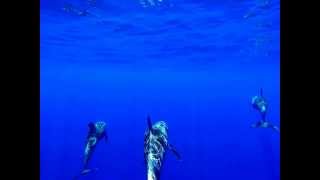 Rissos Dolphins [upl. by Rodrique420]