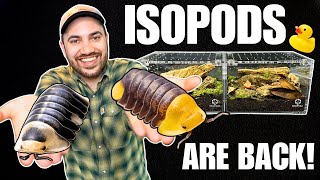 MEET MY DUCKY ISOPODS How to Setup up a Cubaris Isopod Terrarium [upl. by Ahsot]