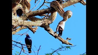 African rock python swallowing a bird Seen in Kruger National Park [upl. by Dicks]