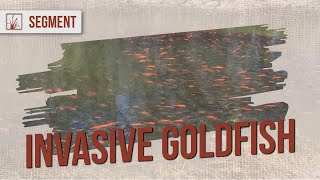 They are Taking Over  Invasive Goldfish [upl. by Adohr]