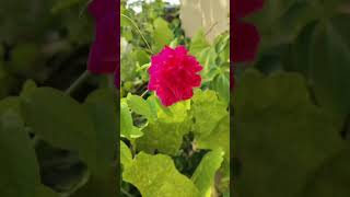 Pink rose rose garden gardening nature naturelovers beautiful [upl. by Nwahsal]