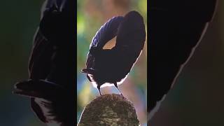 Victoria Riflebird  The Dancing Bird [upl. by Corotto]