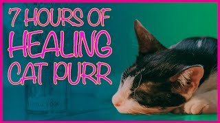 🐱7 HOURS HEALING CAT PURR 😴 CAT PURR TO CURE INSOMNIA ANXIETY RELAXATION ASMR WHITE NOISE [upl. by Annadiana797]