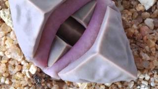 Lithops living stone seed [upl. by Wadleigh]