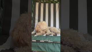 BUON FERRAGOSTO canedivertente cane dog funny ferragosto [upl. by Nnylesor]