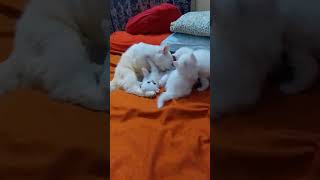 So funny cat videos 🤣📷 cat catlover funnycat shortvideo shortsfeed shorts shortsvideo [upl. by Honniball]