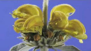 Phlomis fruticosa flower timelapse [upl. by Brand928]