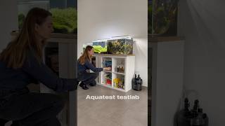 Aquatest aquascaping aquarium aquascape fishtank plantedtank fishkeeping fish bettafish [upl. by Caniff]