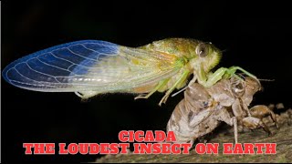 Cicada  The Loudest Insect On Earth [upl. by Edithe950]