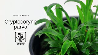 Cryptocoryne parva [upl. by Nolahs352]