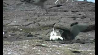 Red billed Tropicbird [upl. by Finah]