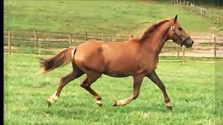 Renegade Hanoverian Ridley x Haflinger Pazia ZRF [upl. by Oswal157]