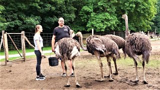 Lohsa Zu Besuch auf der Straußenfarm  LAUSITZWELLE [upl. by Anelra645]