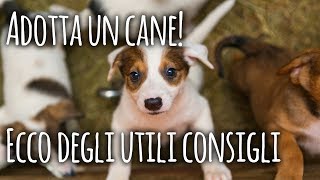 10 cose da sapere prima di adottare un cane al canile [upl. by Dino915]