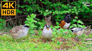 Cat TV for Cats to Watch 😺 Cute Birds and Bunnies 🐰 8 Hours 4K HDR [upl. by Alberik]