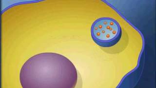 exocytosis animationavi [upl. by Worth]