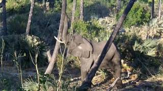 ELEPHANT SHAKING PALM TREE TO GET THE FRUIT [upl. by Asirac]