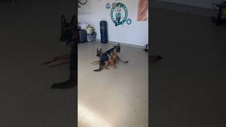 Tone and posture INSTEAD of treats training puppies germanshepherd belgianmalinois trending dog [upl. by Herstein879]