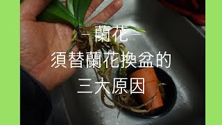 蘭花  兰花 – 想養好蘭花？ 3大須懂的換盆原因  蘭花種植 [upl. by Kcirde]